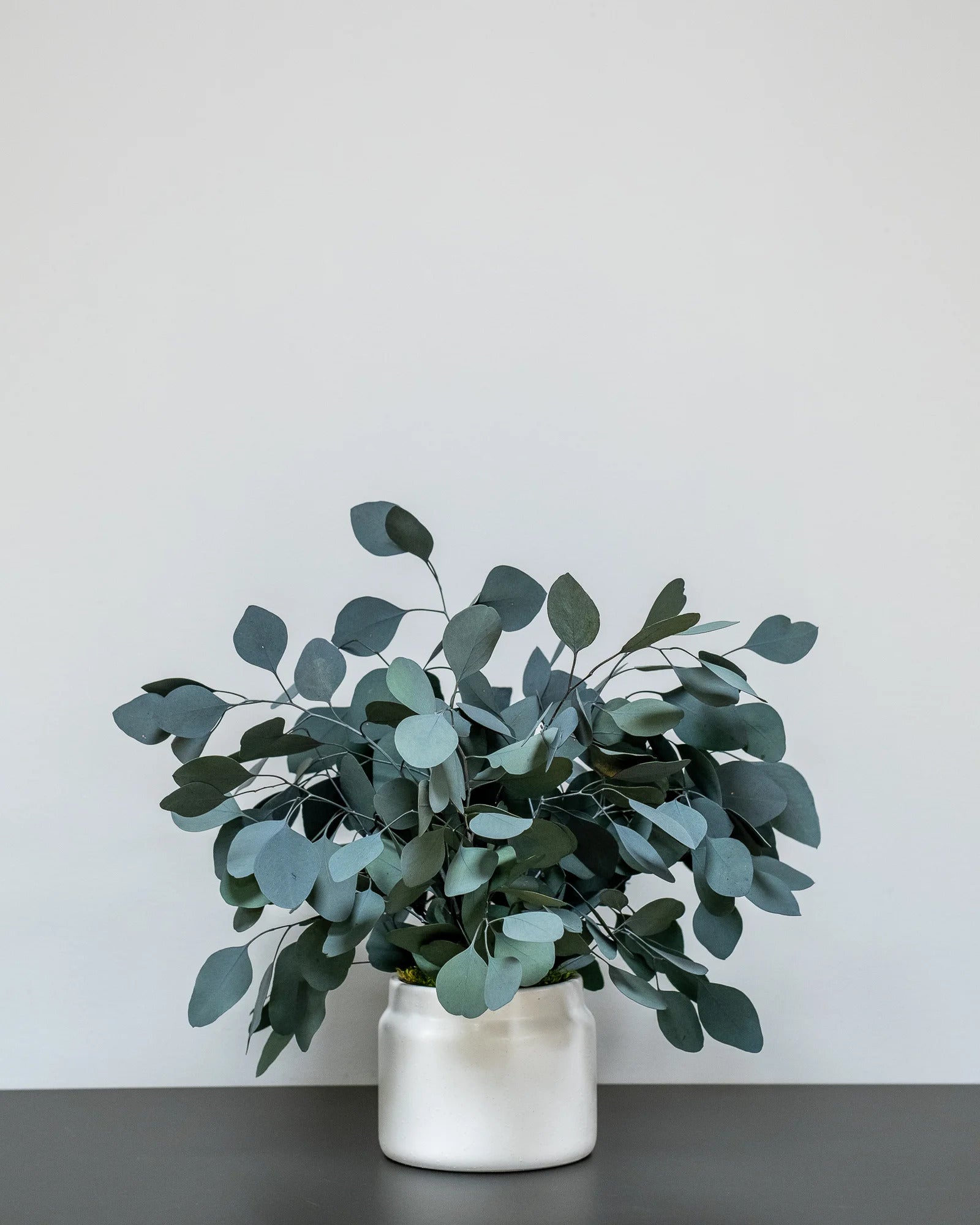 Eucalyptus Populus i konserverad krukväxt för inomhusbruk