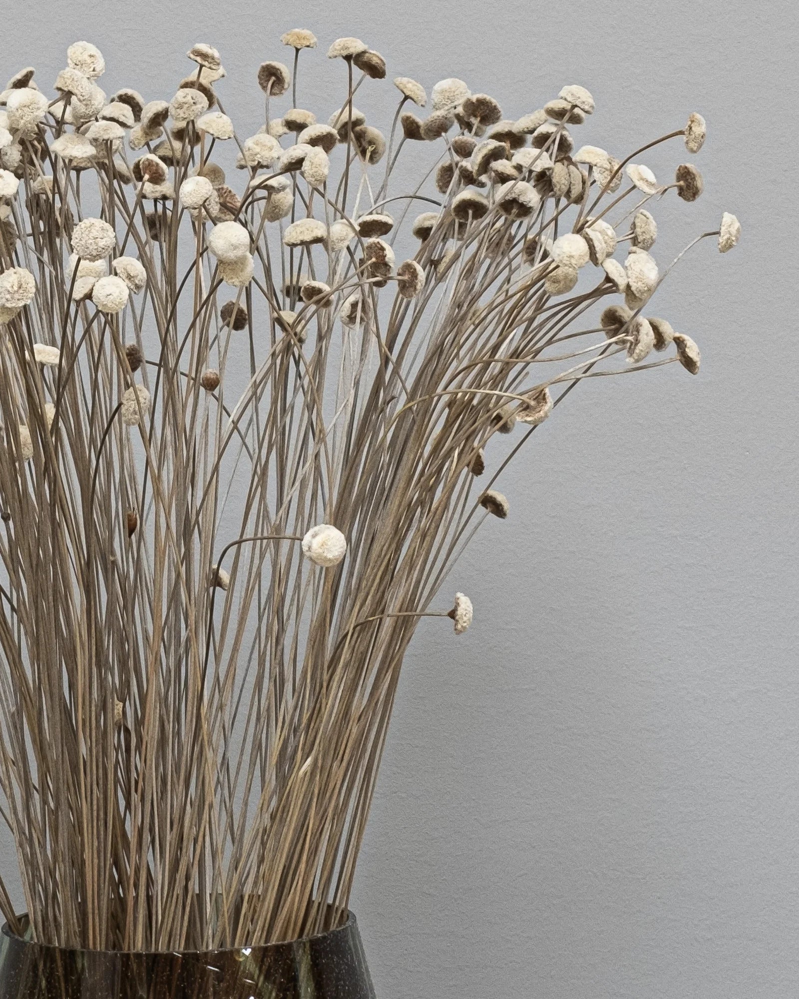 Botao – torkade blommor 40–50 cm i Vit