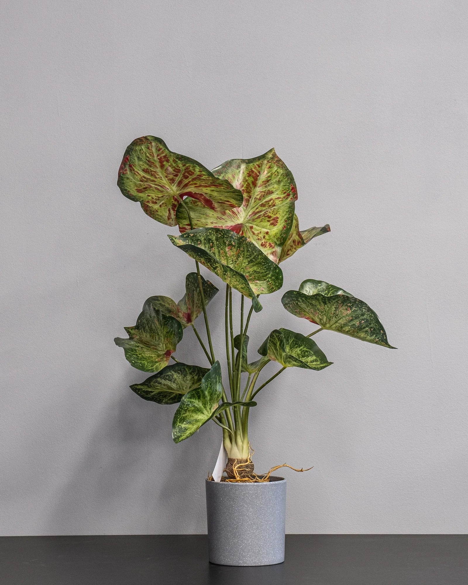 Konstgjord Caladium krukväxt – 60 cm som dekorativ produkt för hem och inredning