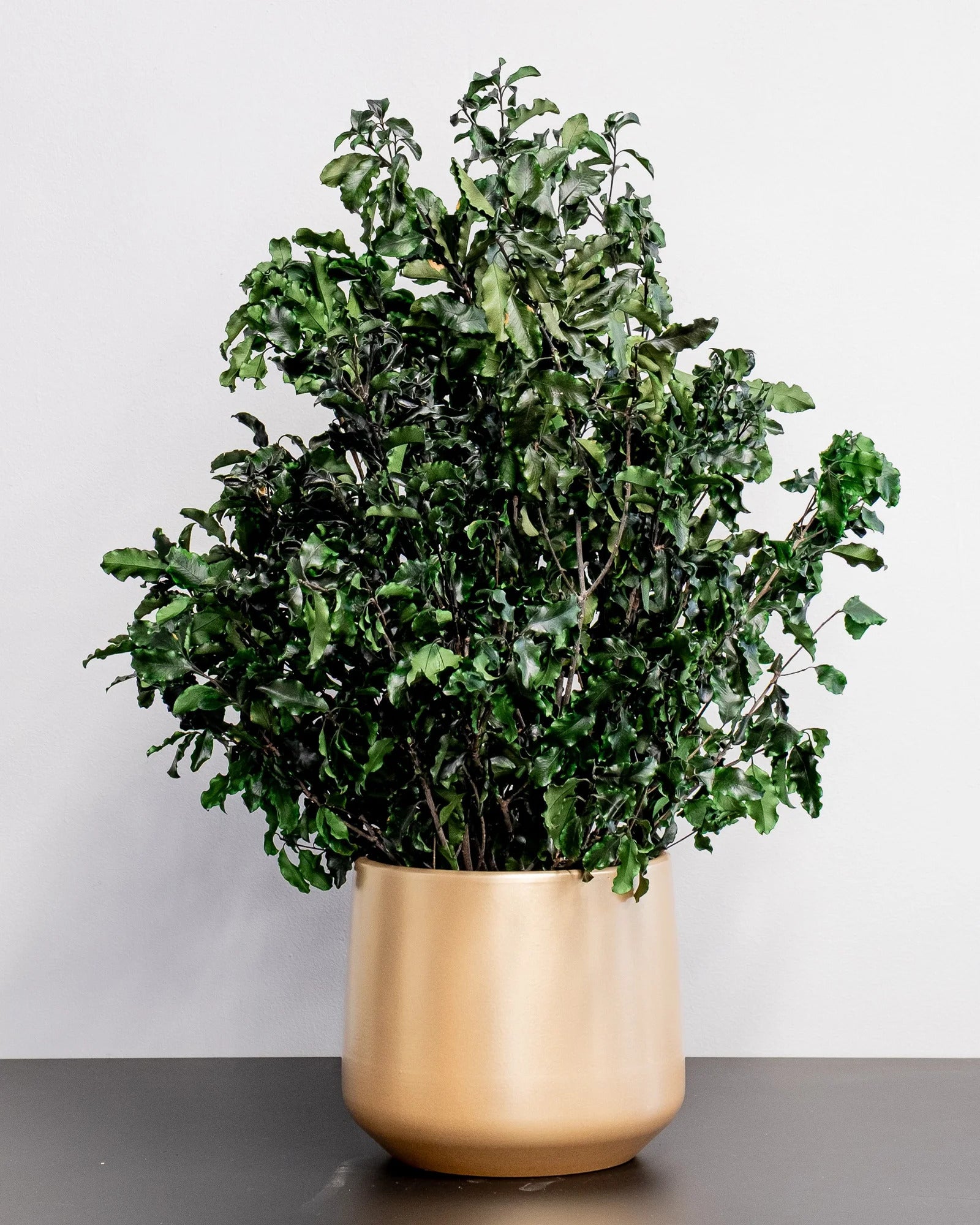 Konserverad Pittosporum krukväxt för styling av entré, kontor eller butik