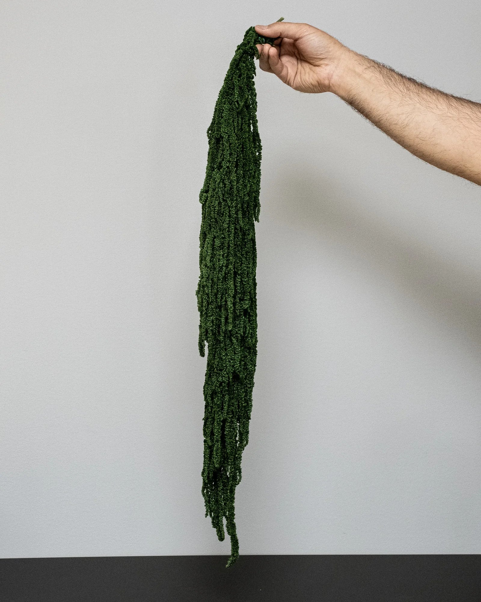 Amaranthus som vasdekoration för hem och inredning i vit