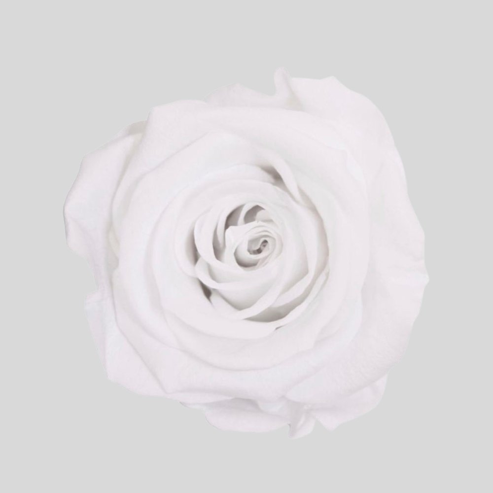 Konserverade rosor i Evighetsros Box Large - Rosbox från Forever Flora