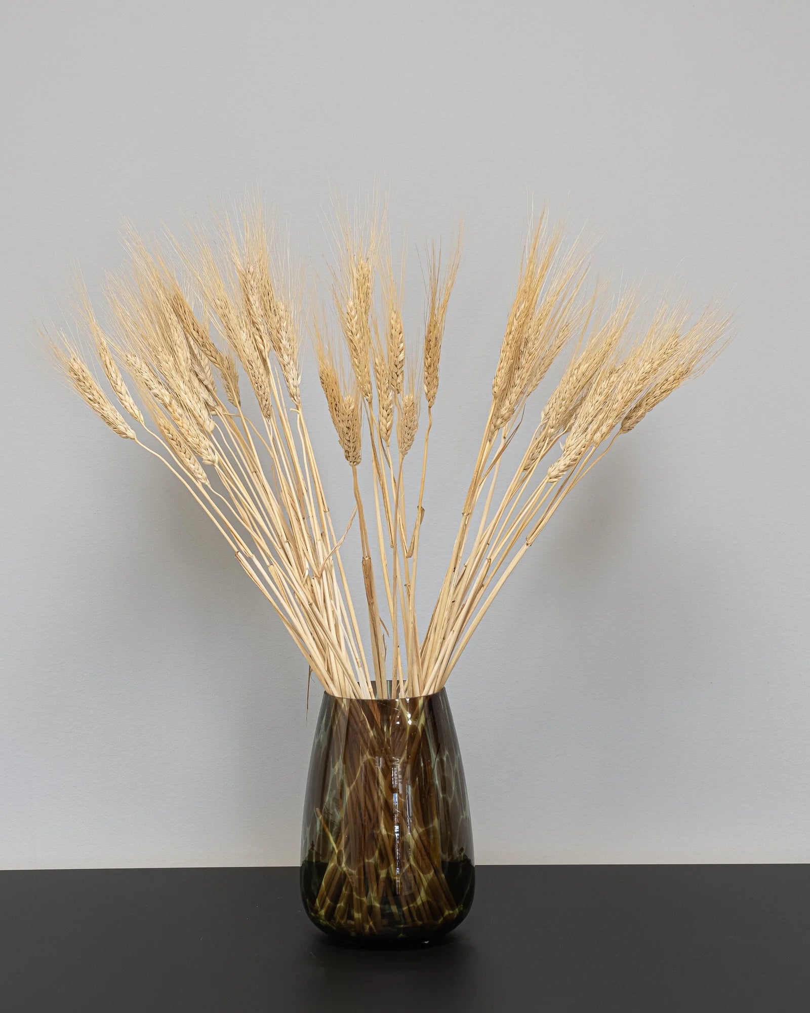 Detaljbild av Triticum Vete – 8487 triticum 9