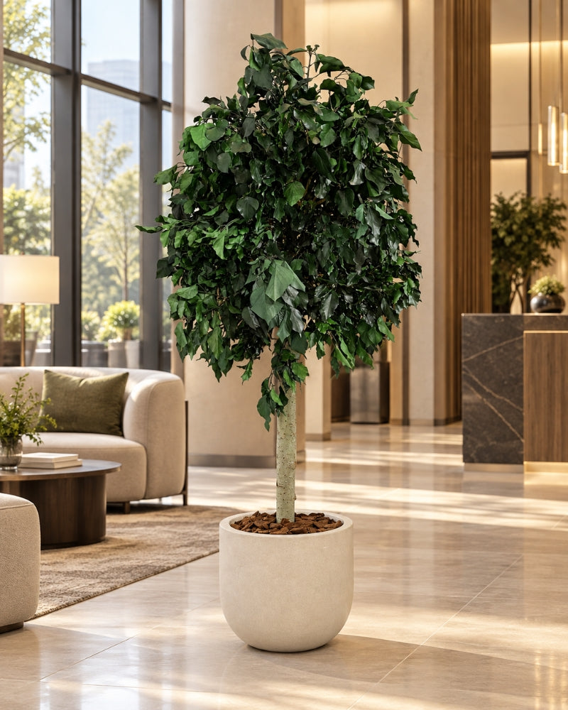 Preserved tree Ivy Green in a cream-colored pot in a bright lobby with lounge seating