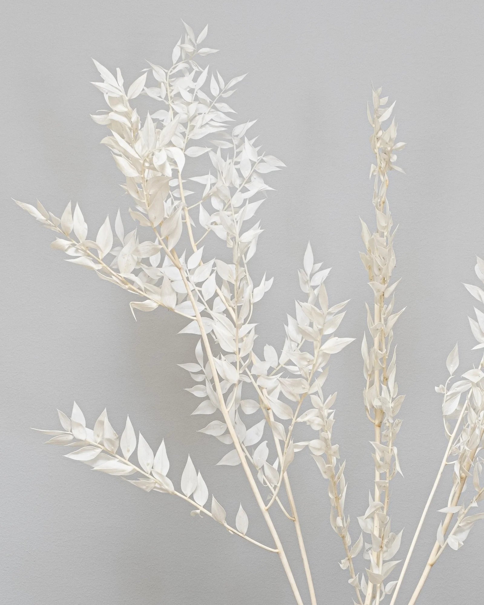 Ruscus 5 st. som dekorativ produkt från Forever Flora
