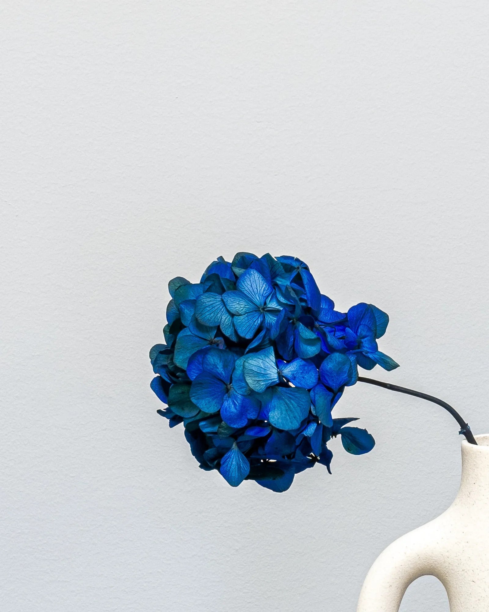 Produktvy med Hortensia Standard för floristiska arrangemang