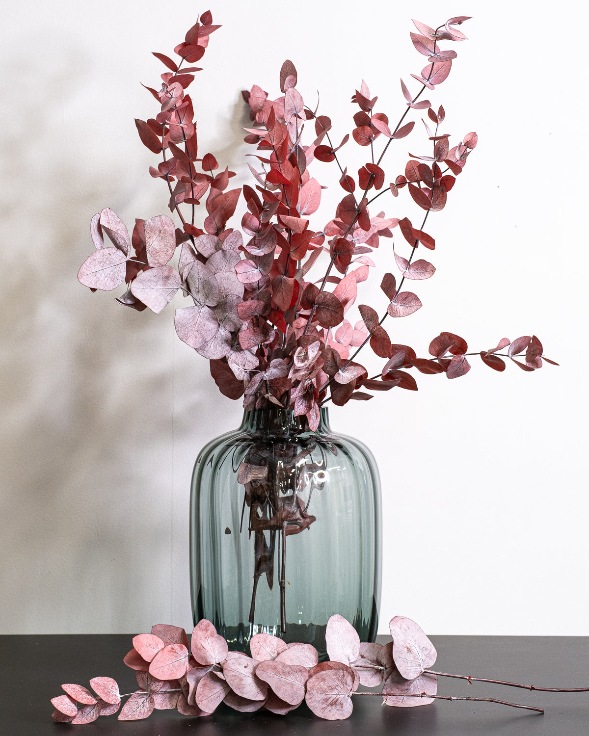 Eucalyptus Cinerea – konserverad växt