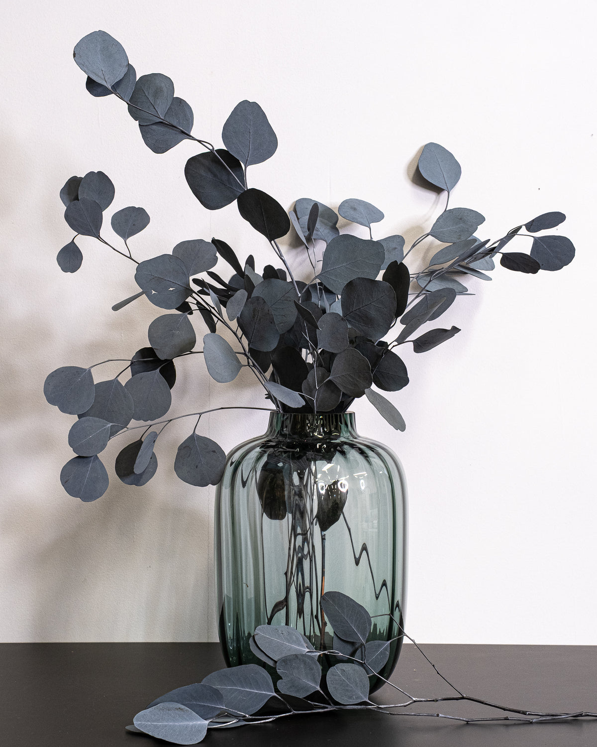 Eucalyptus Populus - Konserverade Växter
