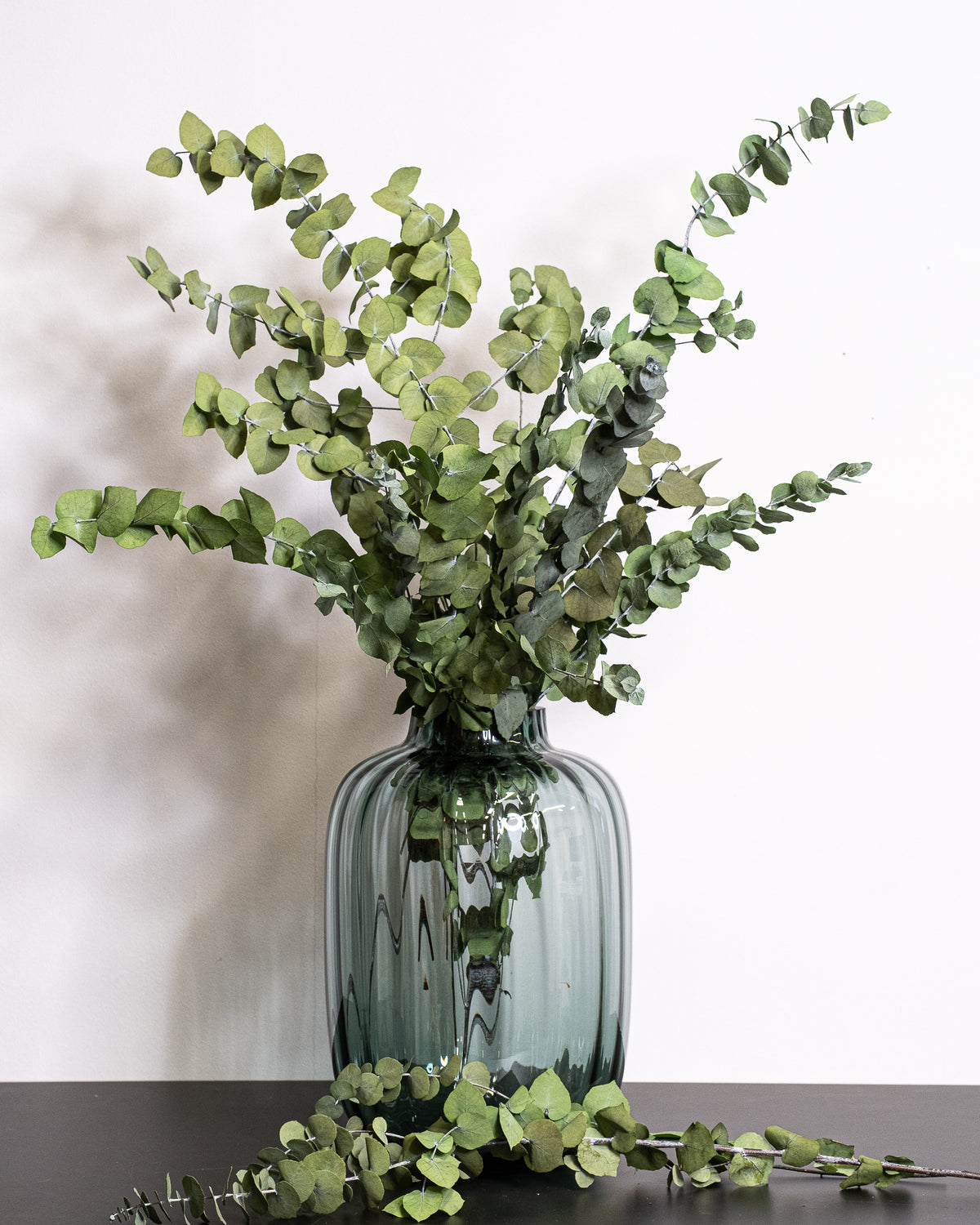 Eucalyptus Stuartiana – konserverad växt