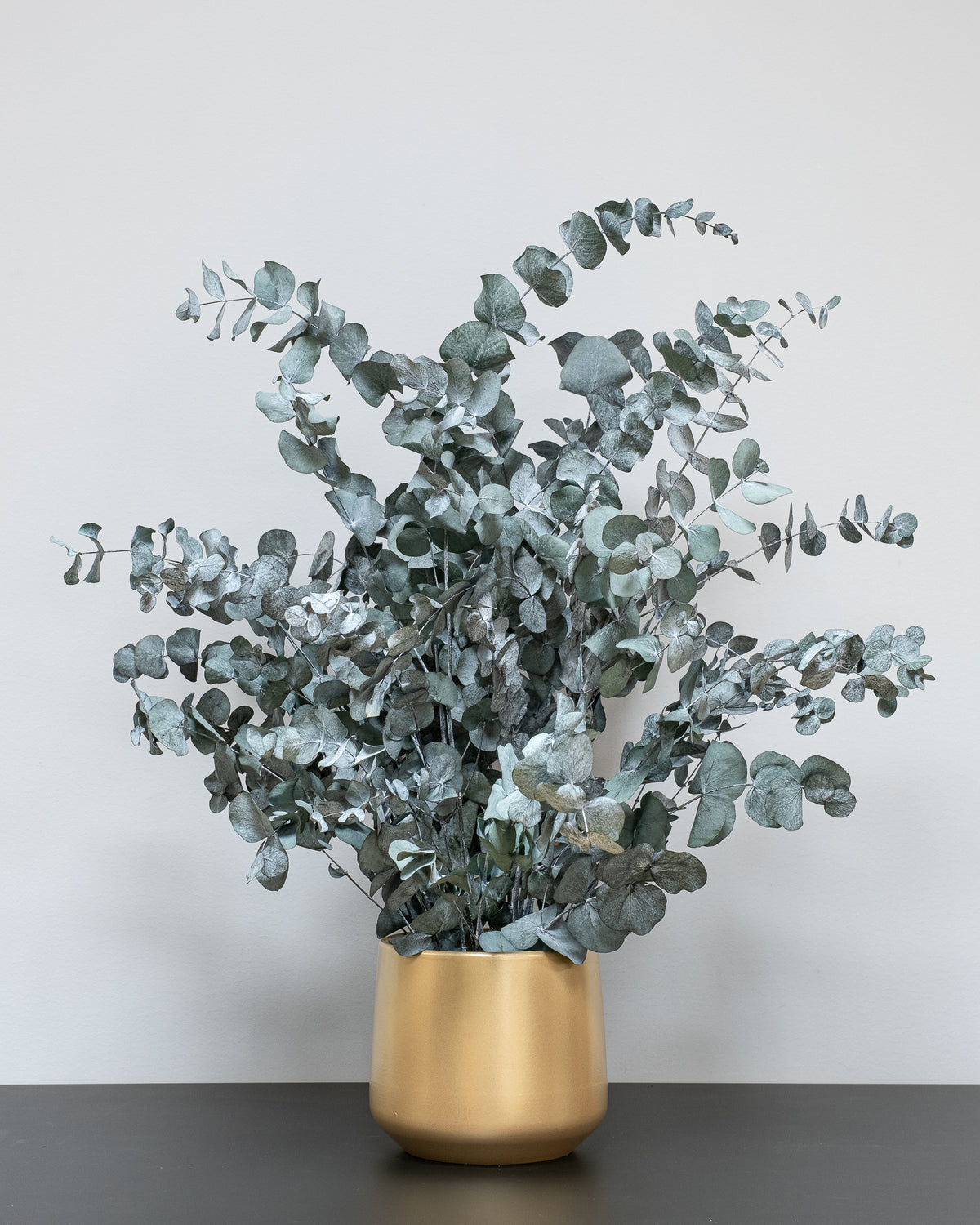 Konserverad Eucalyptus Cinerea krukväxt