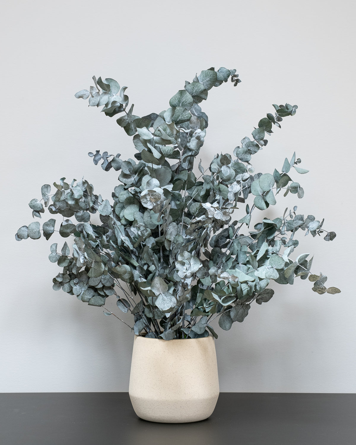 Konserverad Eucalyptus Cinerea krukväxt
