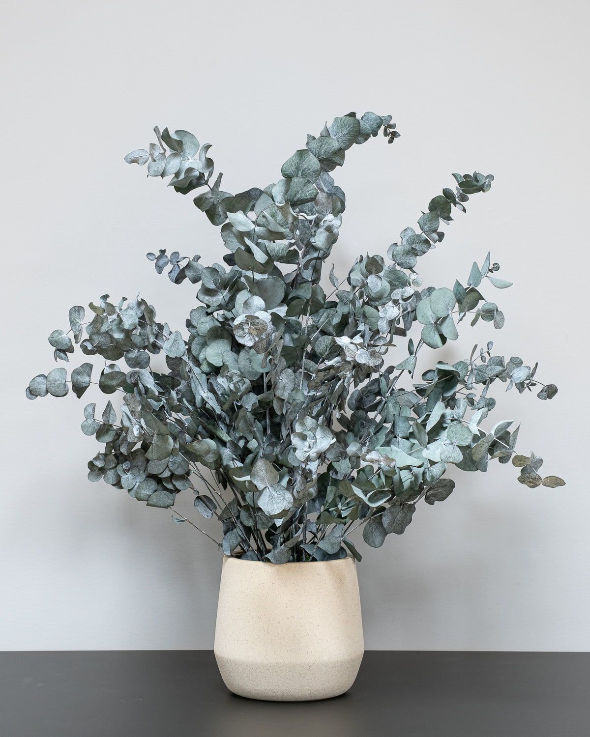Konserverad Eucalyptus Cinerea krukväxt