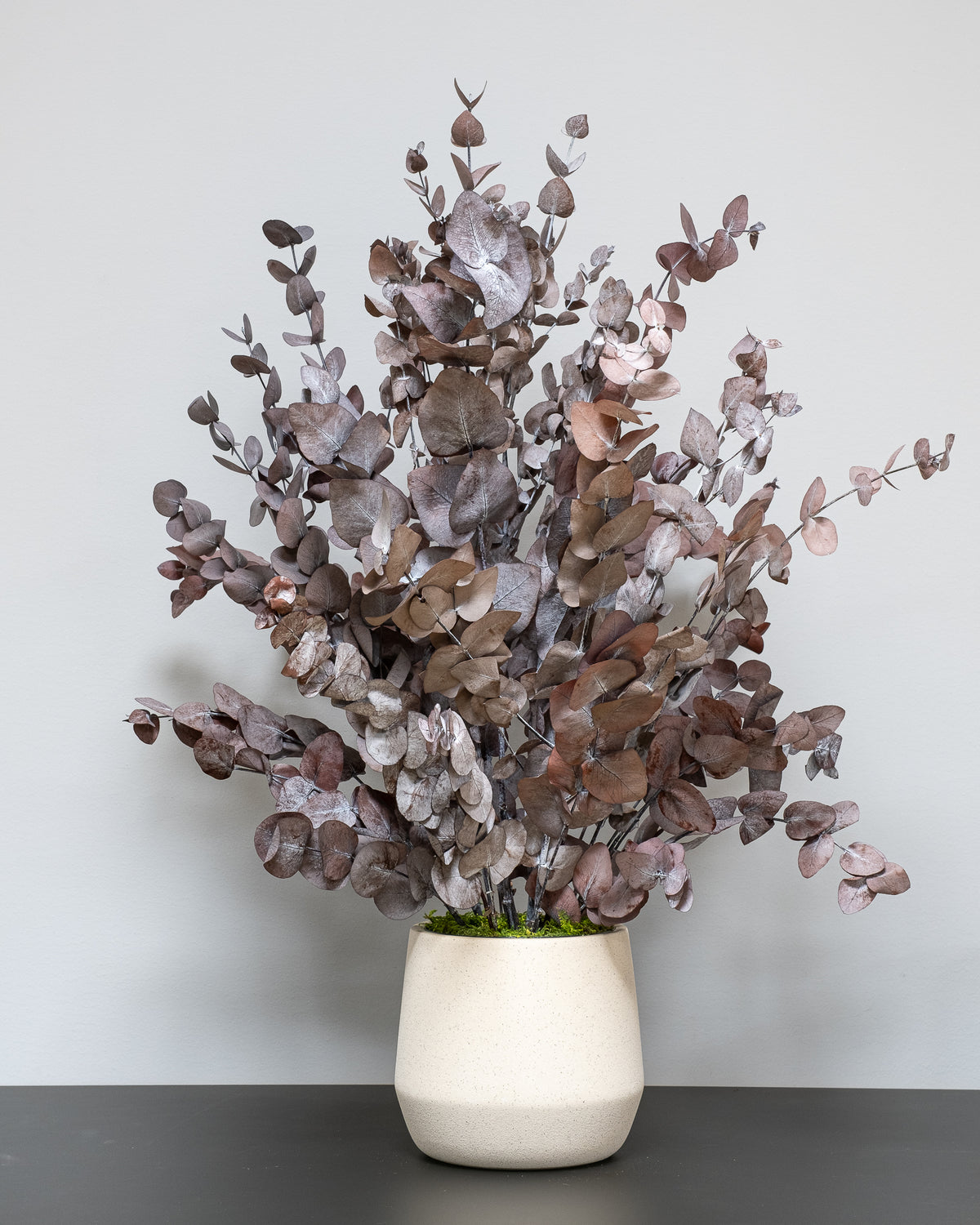 Konserverad Eucalyptus Cinerea krukväxt