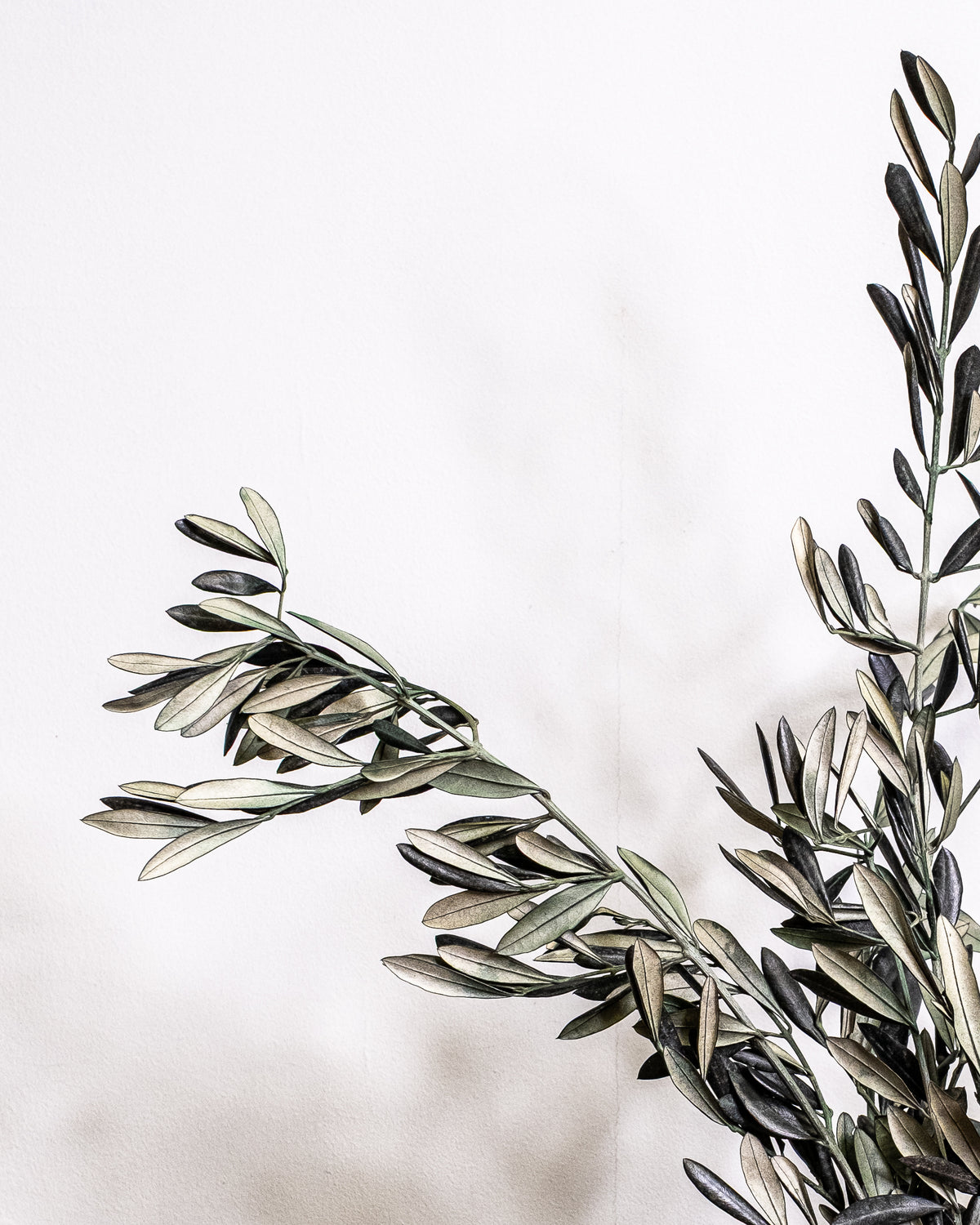 Preserved olive for vases and floral arrangements