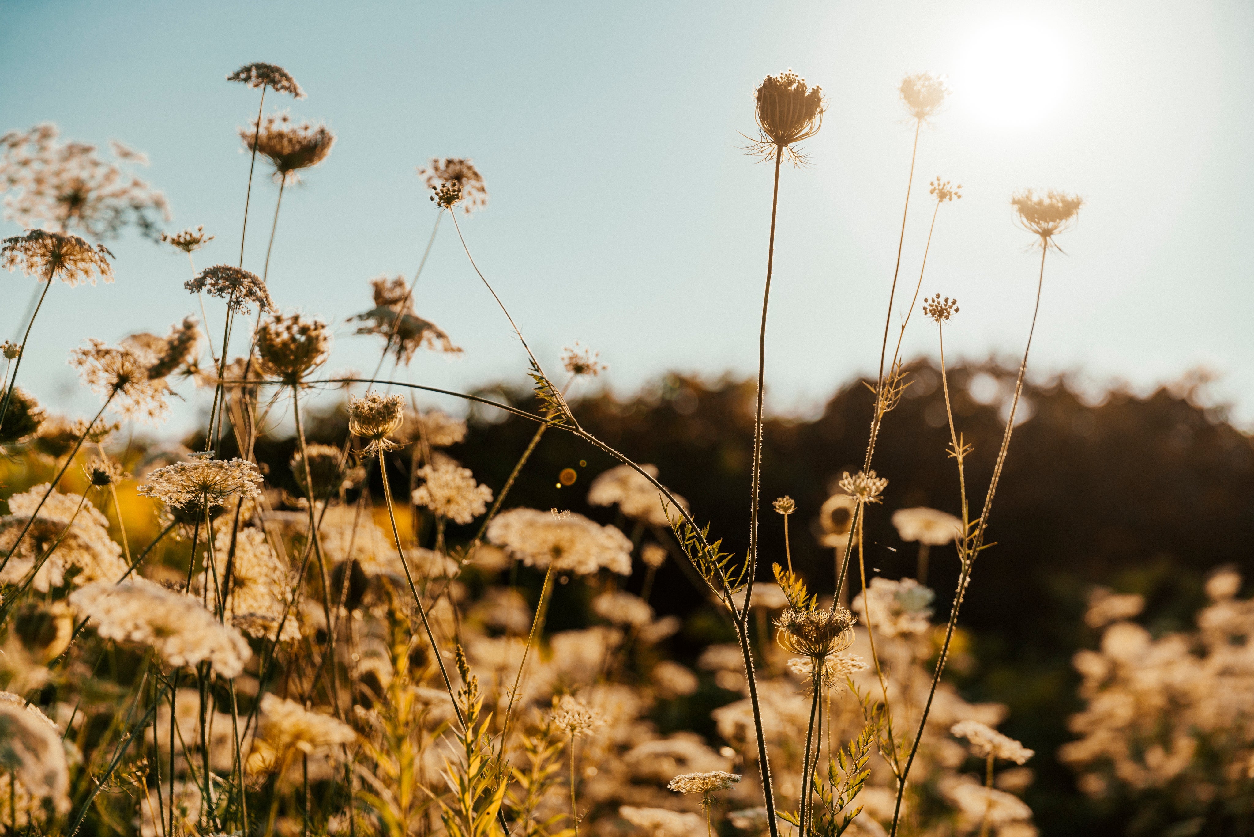 Torkade eller färska blommor – vilken bukett passar bäst?