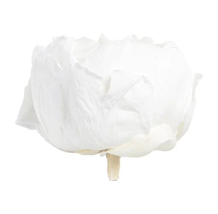 Detaljbild av Konserverad Pion - Peony