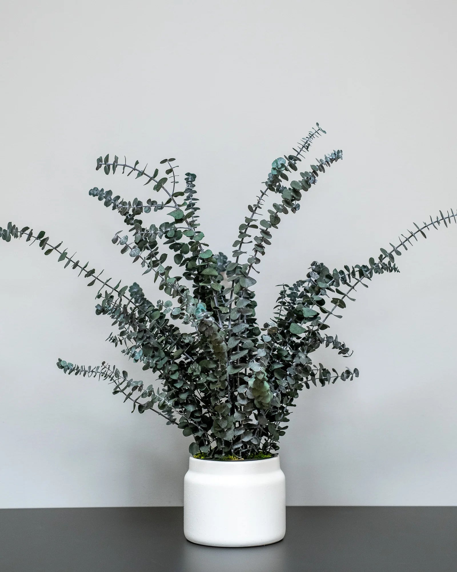 Eucalyptus Baby Blue i konserverad krukväxt för inomhusbruk