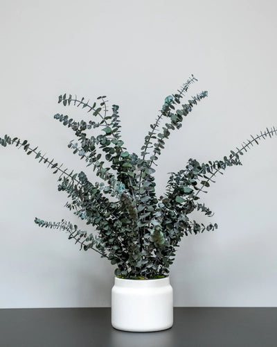 Eucalyptus Baby Blue i konserverad krukväxt för inomhusbruk