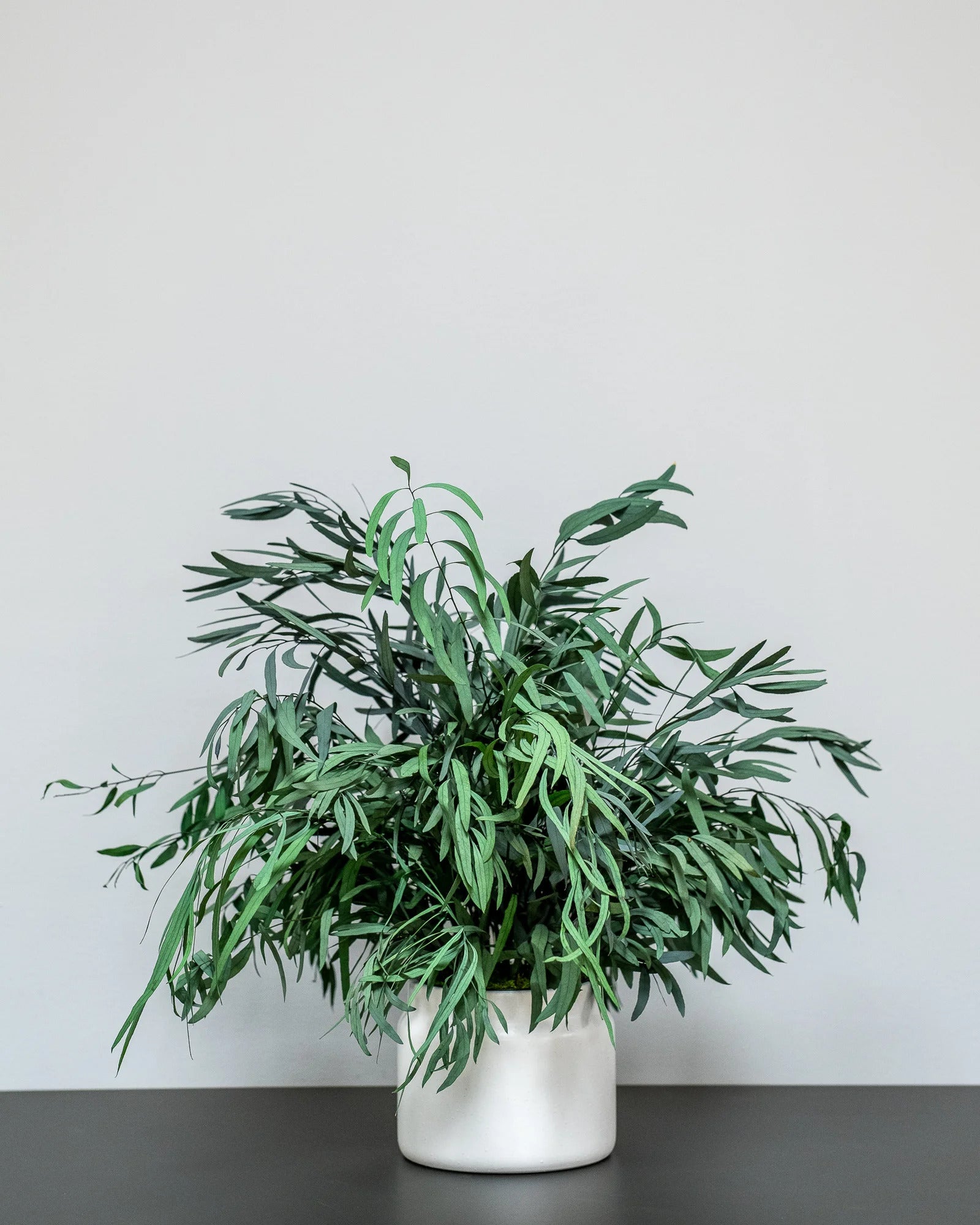Eucalyptus Nicoli som grön inredningsdetalj från Forever Flora