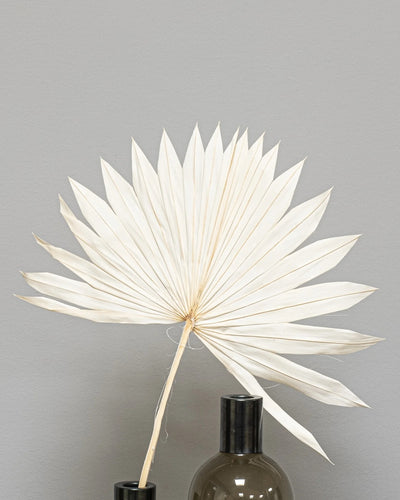 Palm 3 st. – torkade palmblad i Palm Spear Naturell