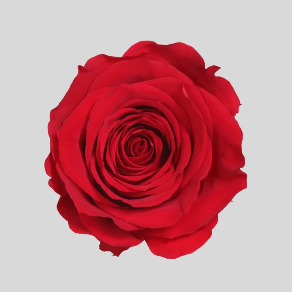 Evighetsros Box Lyx - Rosbox - rosbox från Forever Flora i röd