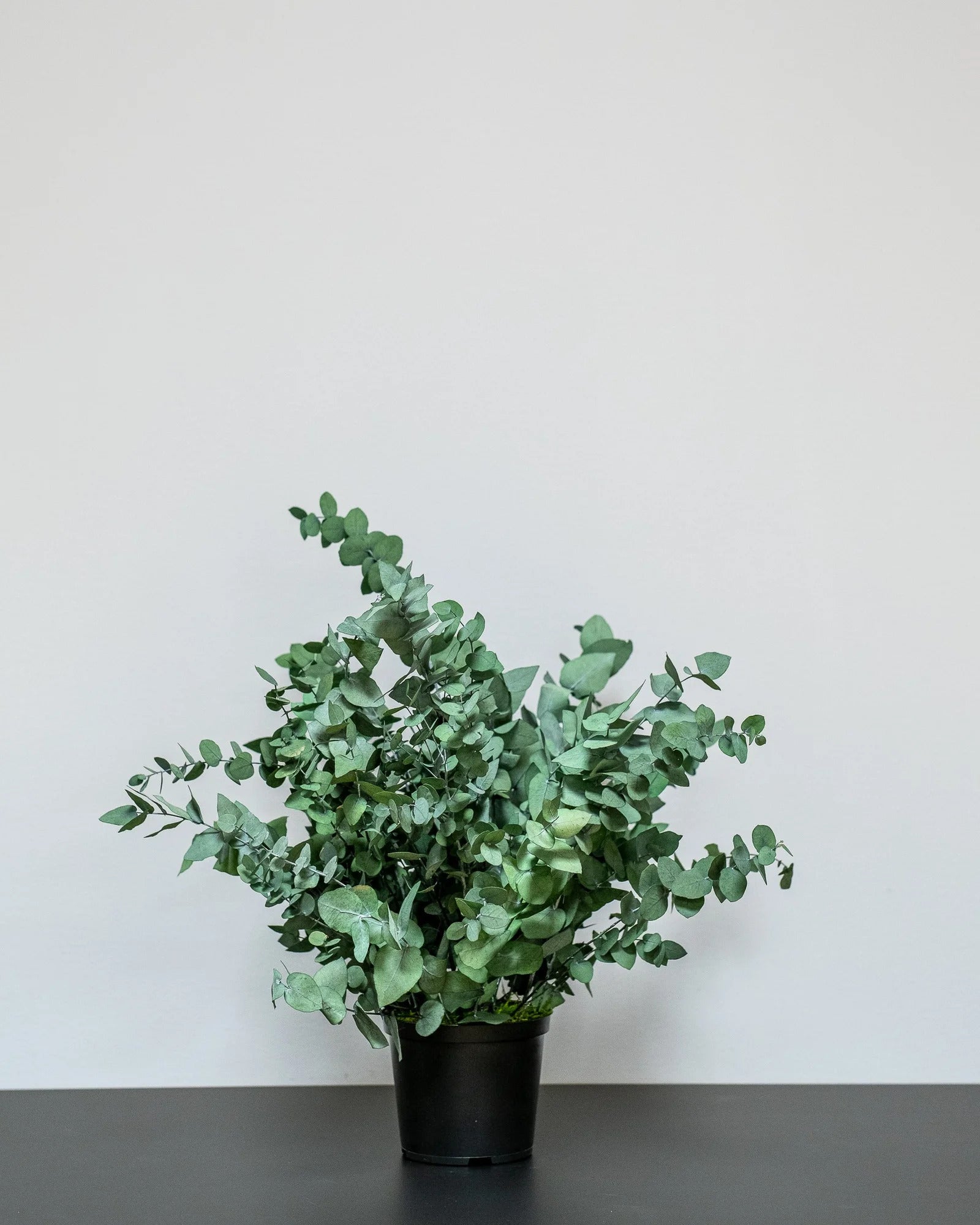 Dekorativ variant av Konserverad Eucalyptus Stuartiana krukväxt