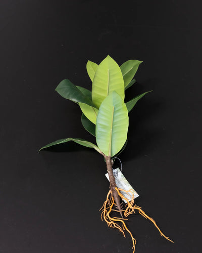 Ficus obliqua som konstgjord växtdetalj för inomhusmiljö