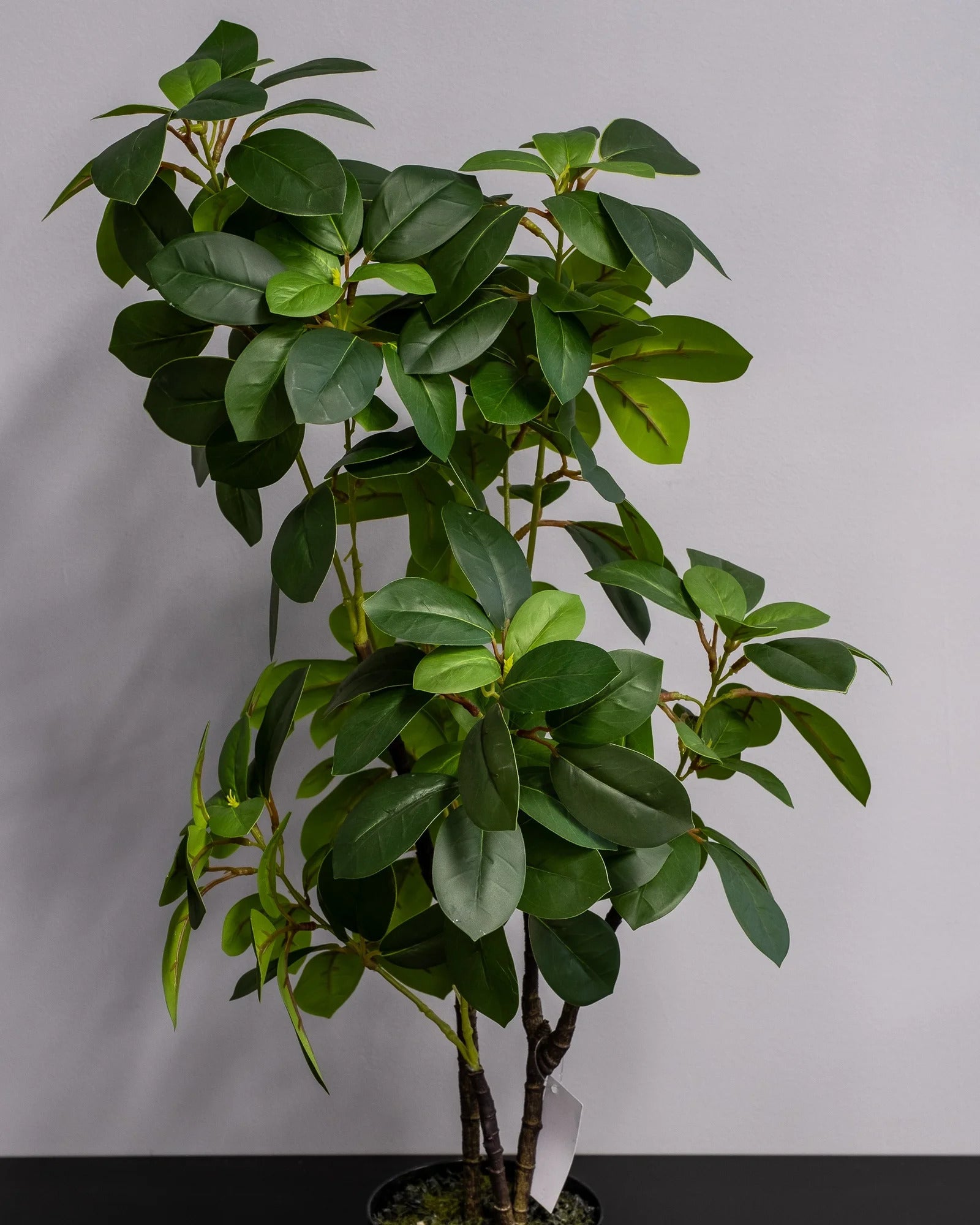 Ficus som konstgjord växtdetalj för inomhusmiljö