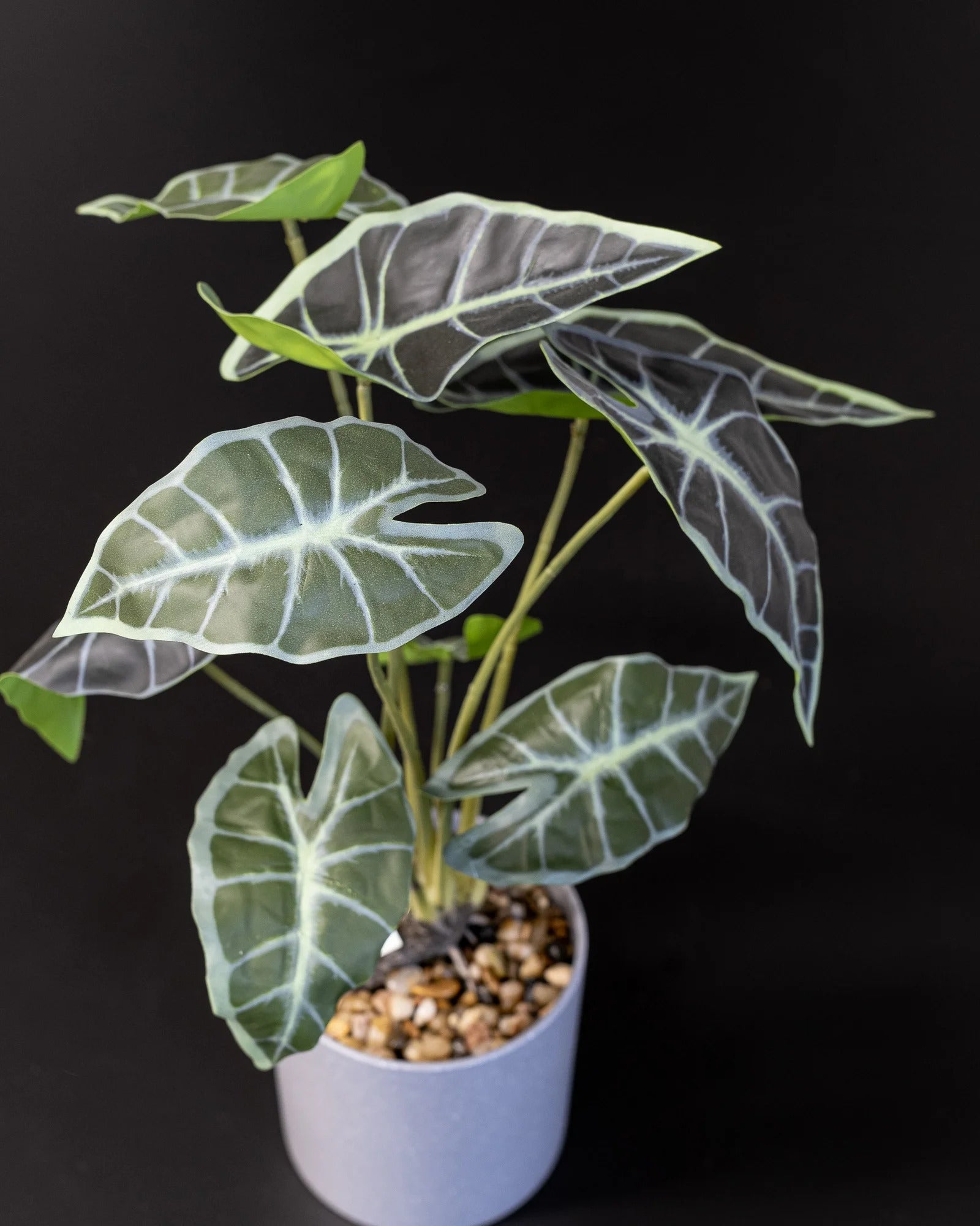 Alocasia som konstgjord växtdetalj för inomhusmiljö