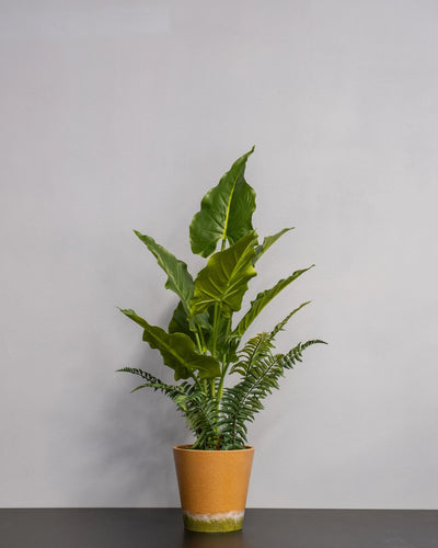 Konstgjord Alocasia krukväxt – 75 cm – konstgjord växt från Forever Flora