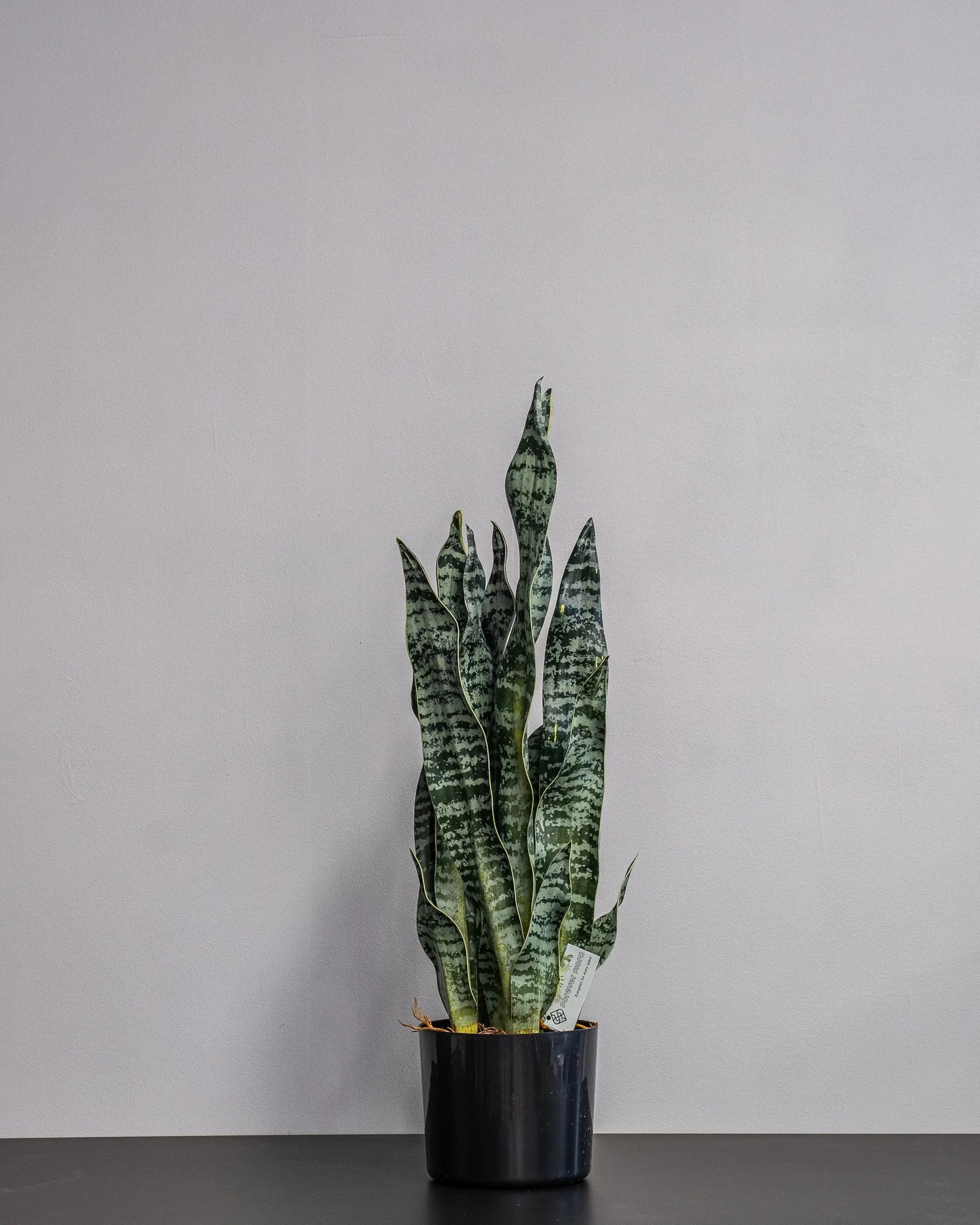 Närbild på detaljerna i Konstgjord Sansevieria zeylanica i plastkruka – 60 cm