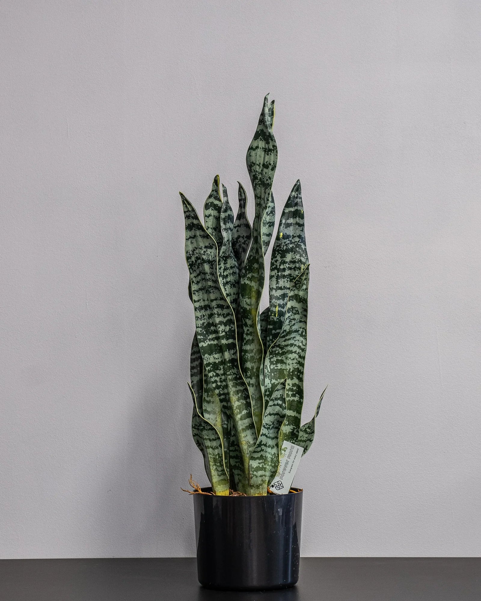 Sansevieria zeylanica som konstgjord växtdetalj för inomhusmiljö