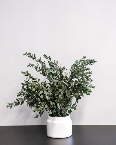 Konserverad Eucalyptus Gunny krukväxt för styling av entré, kontor eller butik