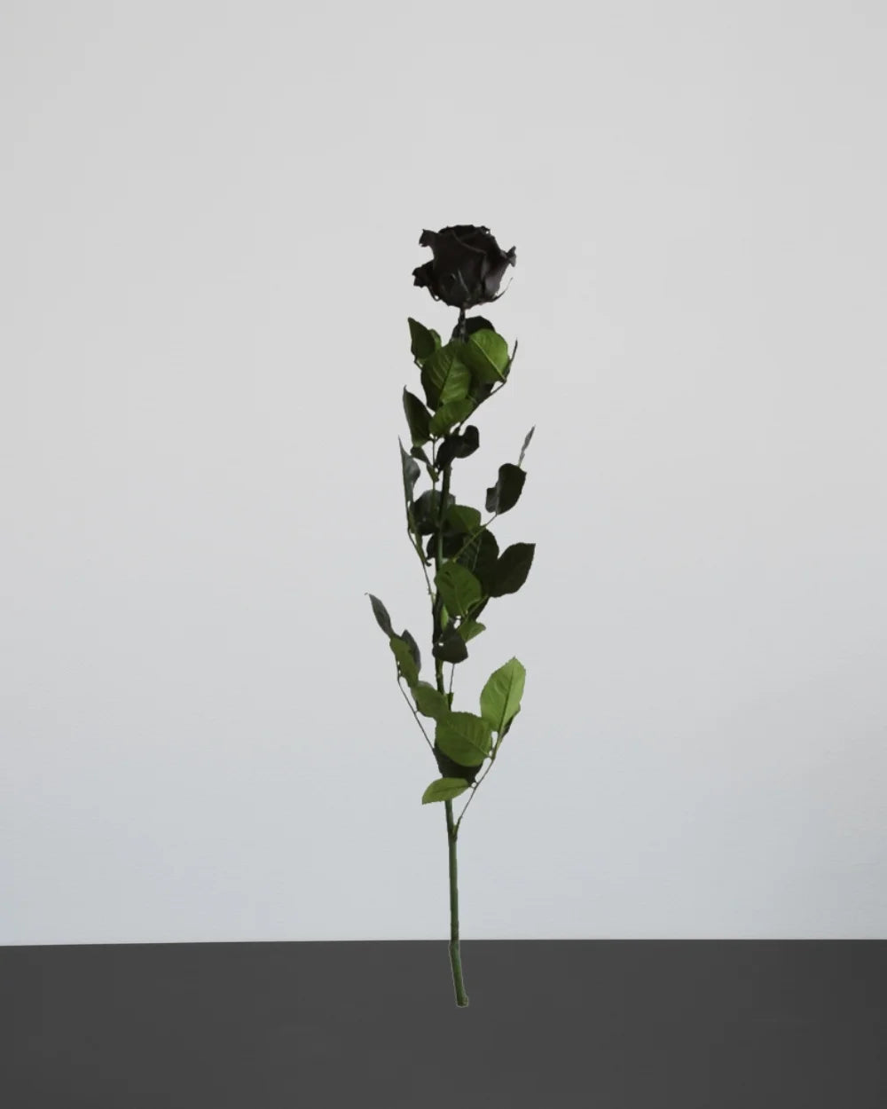 Bevarad blomform i Singel Evighetsros 60 cm