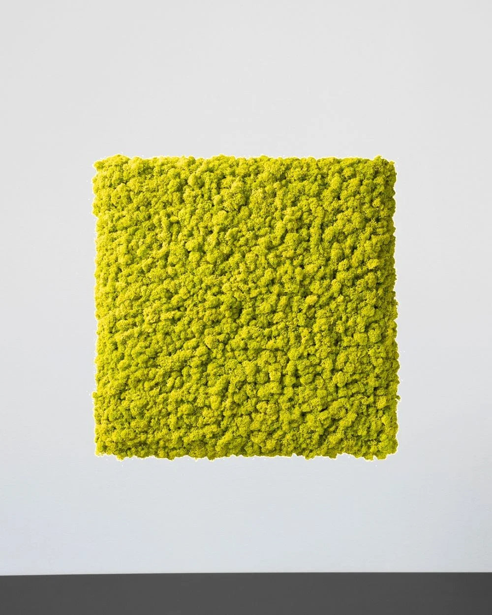 Mosspanel kvadrat i äkta renlav för modulär väggdekor – Lila, 30×30 cm