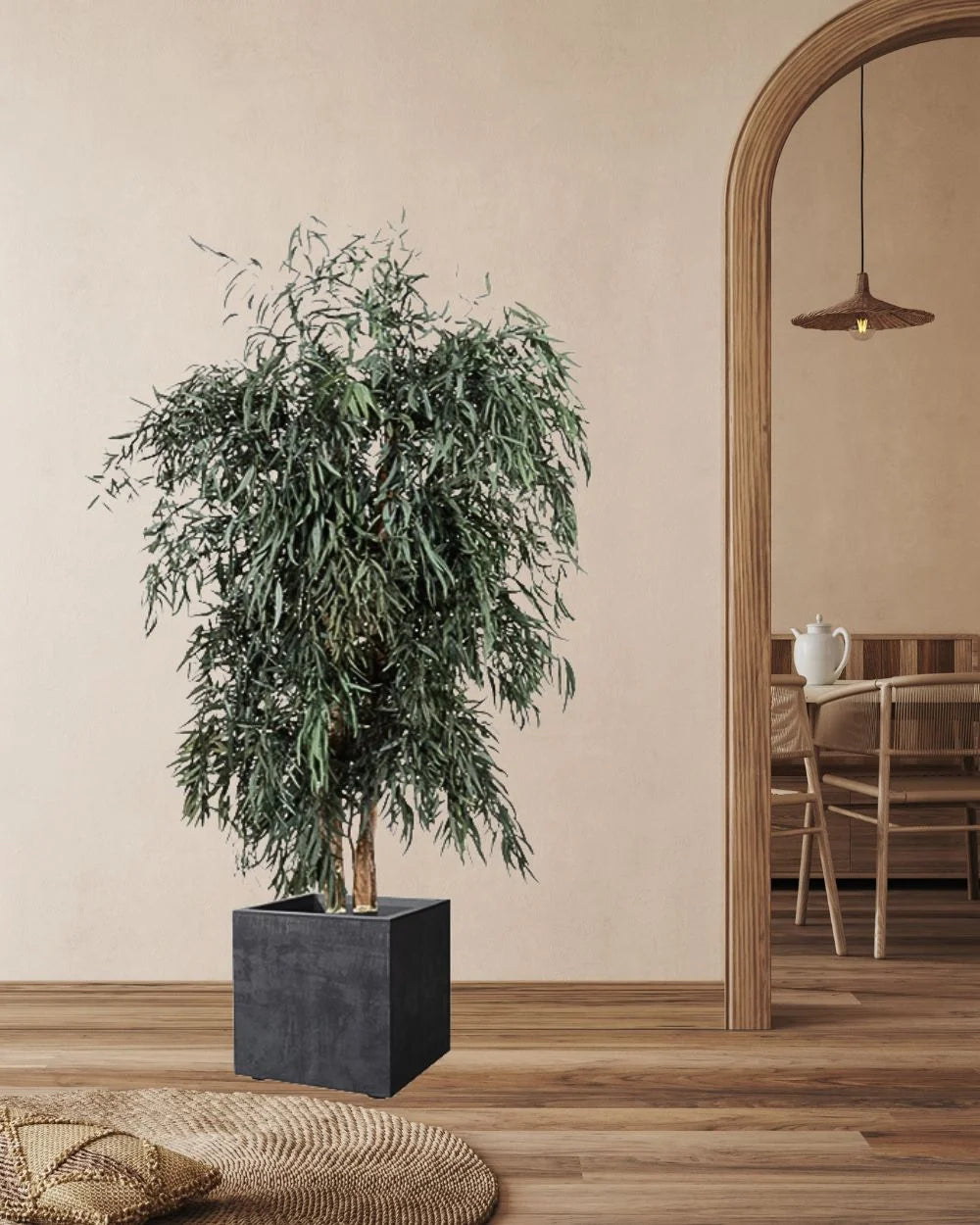 Eucalyptus Nicoli i konserverat träd för inomhusbruk