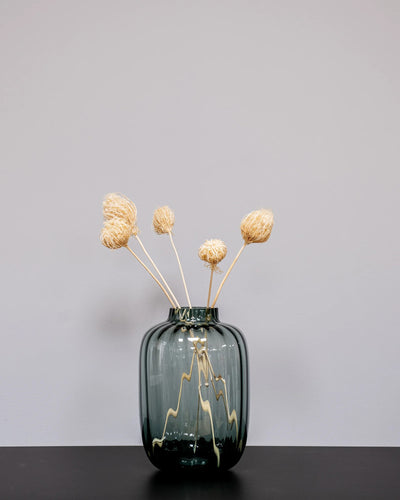 Ammi majus 5 st.- Slöjsilja för dekorativ styling i inomhusmiljö