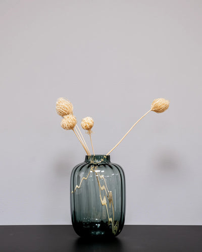 Detaljbild av Ammi majus 5 st.- Slöjsilja