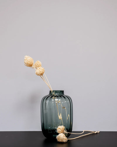 Ammi majus 5 st.- Slöjsilja som dekorativ produkt från Forever Flora
