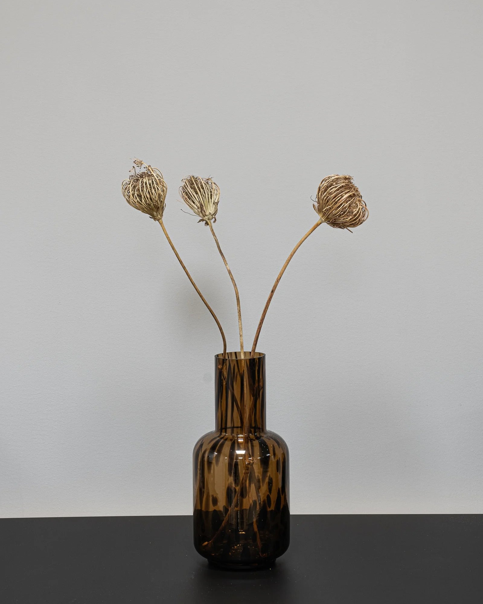 Ammi majus 5 st.- Slöjsilja för dekorativ styling i inomhusmiljö – 1951 ammi majus 2