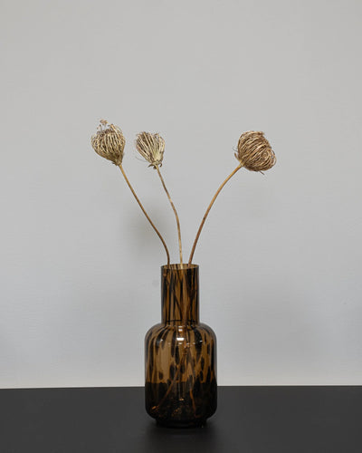 Ammi majus 5 st.- Slöjsilja för dekorativ styling i inomhusmiljö – 1951 ammi majus 2