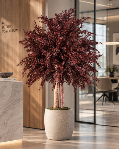 Konserverat eukalyptusträd Parvifolia – Buskträd