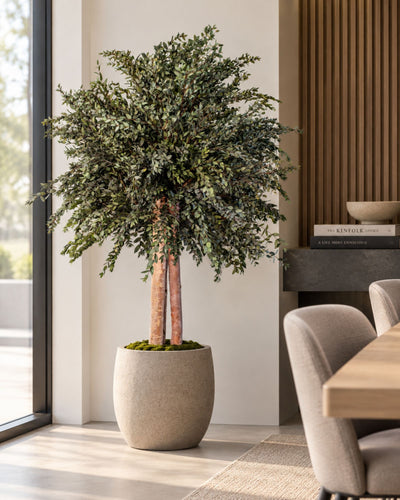 Konserverat eukalyptusträd Parvifolia – Buskträd