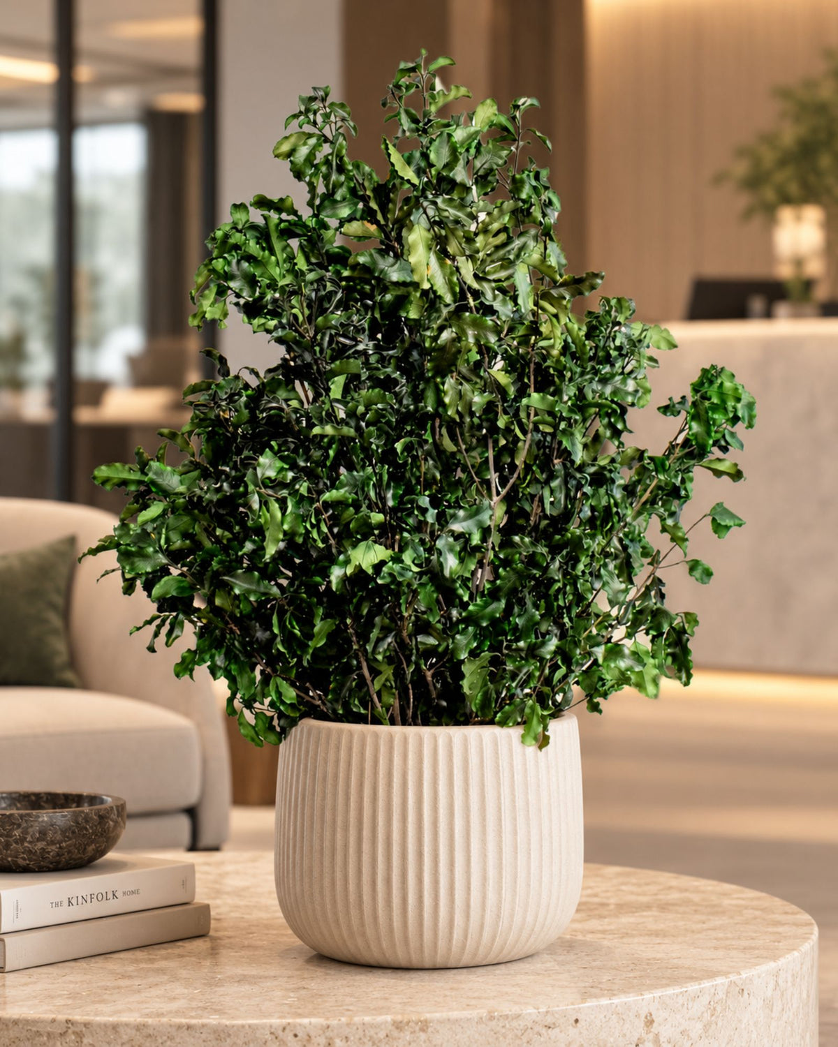 Konserverad Pittosporum krukväxt