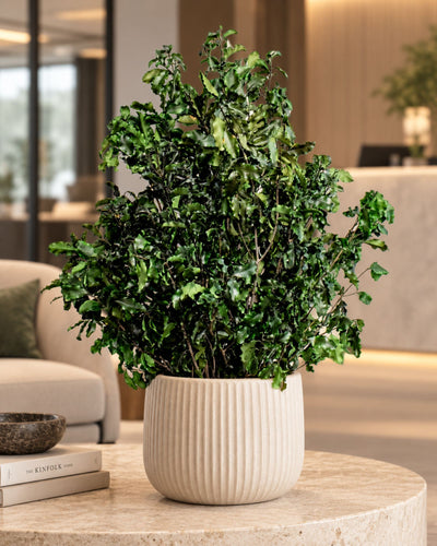 Konserverad Pittosporum krukväxt
