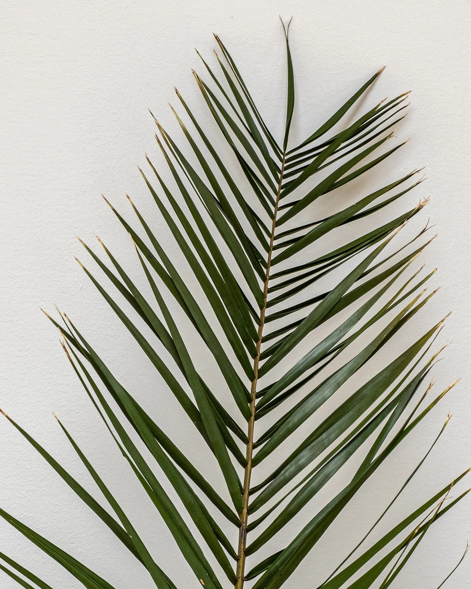 Phoenix Palm Grön som grön dekoration för hem och inredning