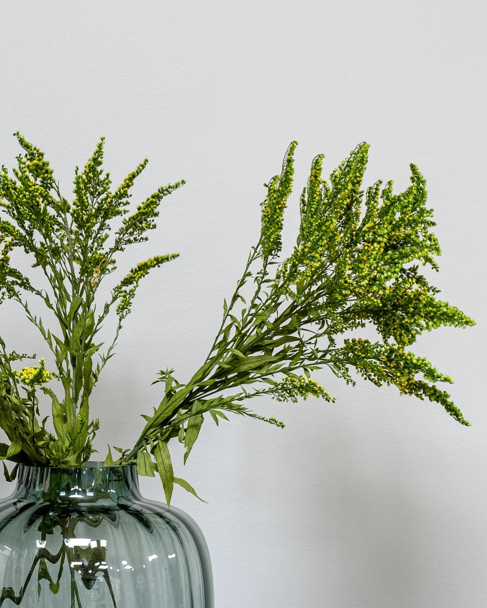 Detaljbild av Solidago Grön som konserverad blomma