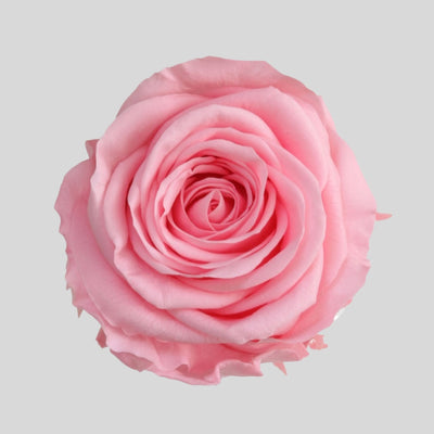 Evighetsros Box Large – Rosbox