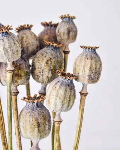 Detaljbild av Torkad Vallmo (Poppy) – Naturliga Frökapslar (ca 30 kapslar)