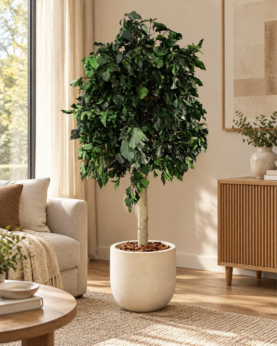 Preserved tree Ivy Green in a cream-colored pot in a living room with a sofa and a sideboard